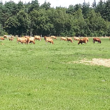 Haus Am Moor Сasa de vacaciones Rehden