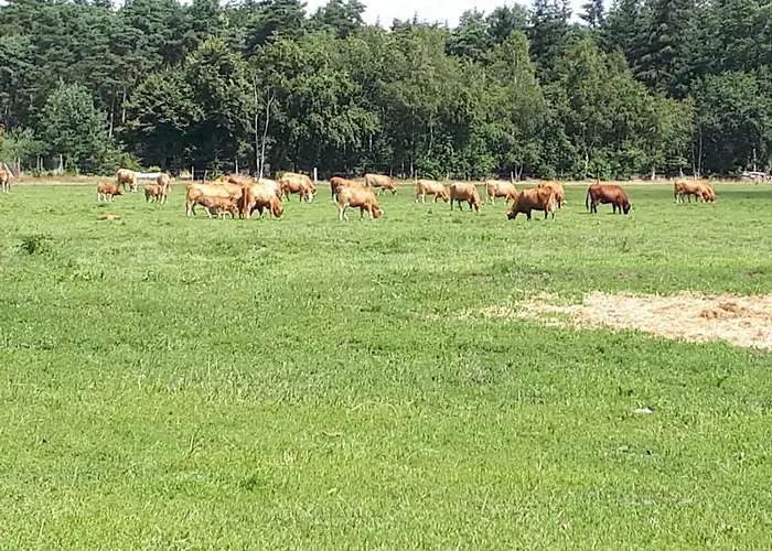 Haus Am Moor Ferienhaus Rehden