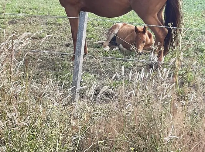 Ferienhaus Haus Am Moor Rehden