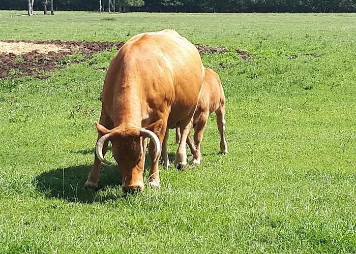 Ferienhaus Haus Am Moor Rehden
