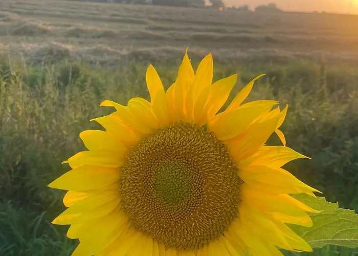 Ferienhaus Haus Am Moor